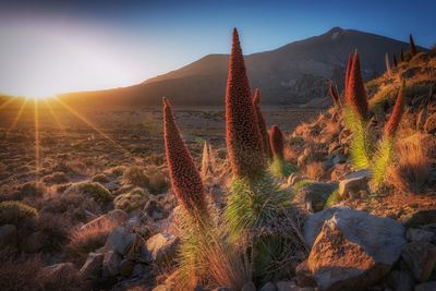Plants growing on land against sky during sunset