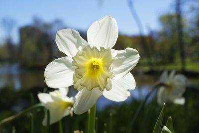 Close-up of white daffodil