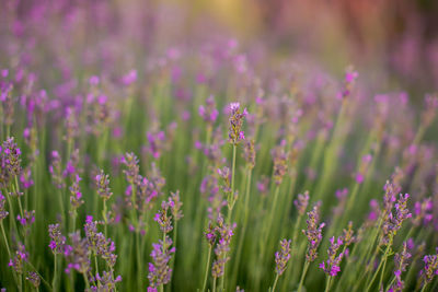 Close-up of insect on purple flower