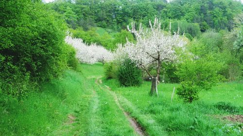 Road passing through forest