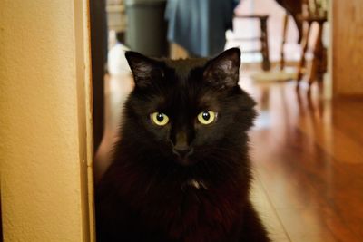 Portrait of cat sitting at home