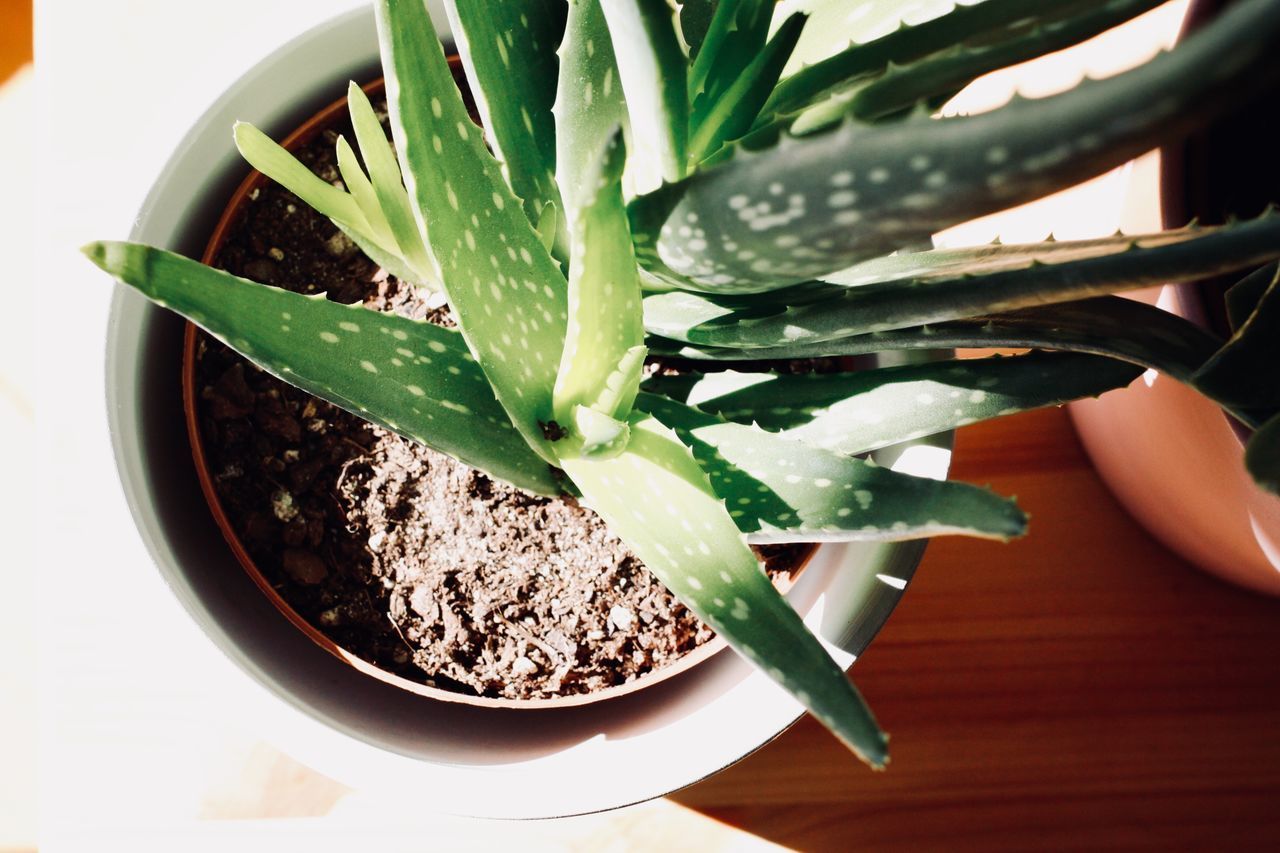 HIGH ANGLE VIEW OF SUCCULENT PLANT IN POTTED PLANTS