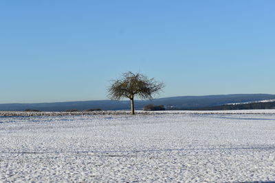 Trees on field against clear blue sky