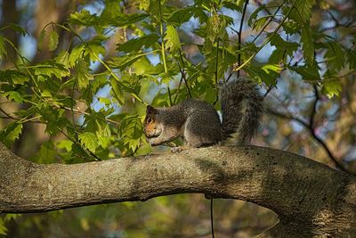Squirrel crossing tree branch