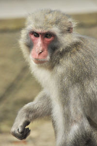 Close-up of monkey