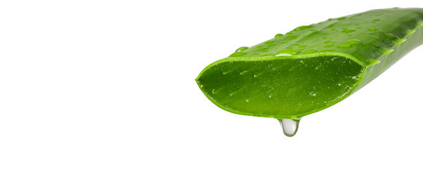 Close-up of green leaf against white background