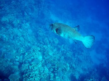 Beautiful tropical fish, marsa alam, egypt