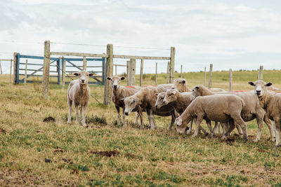 Herd of sheep on field