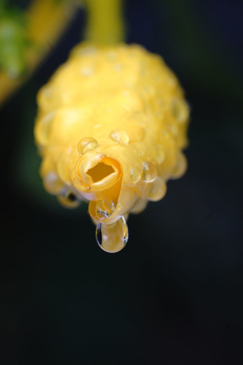 CLOSE-UP OF WATER DROPS ON YELLOW ROSE