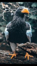 animal themes