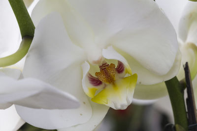 Close-up of white orchid