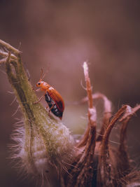 Close-up of ladybug on plant