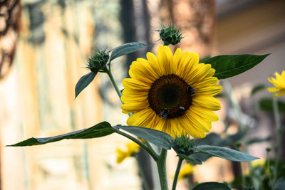 Close-up of sunflower