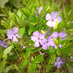 Close-up of purple flowers