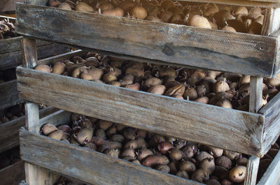 Wooden boxes with potatoes ready for planting in the ground. the beginning of the planting season.