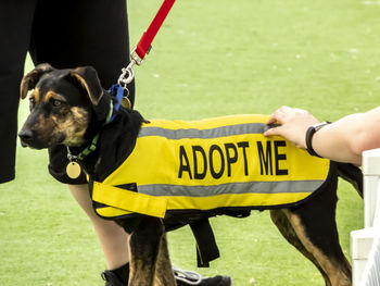 Low section of person with dog on grass