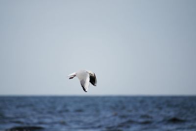 Seagull flying over sea against clear sky