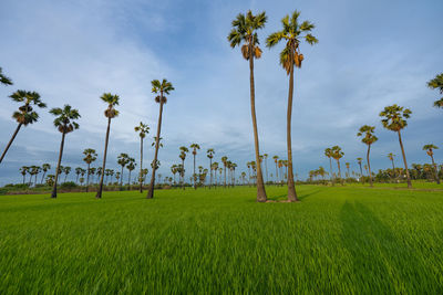 Scenic view of palm trees on field against sky