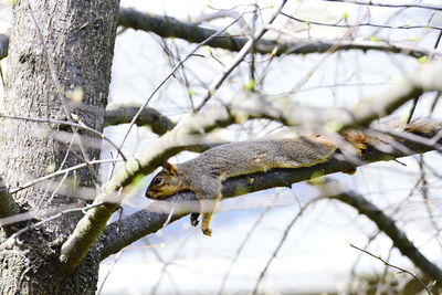 Close-up of squirrel on tree