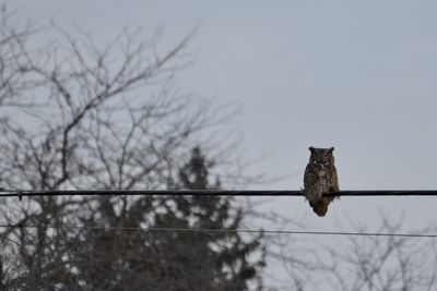 Low angle view of bird perching on tree against sky