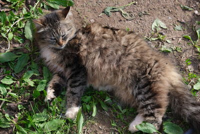 High angle view of cat on field