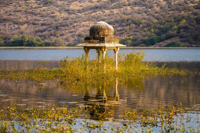 Plants in a lake