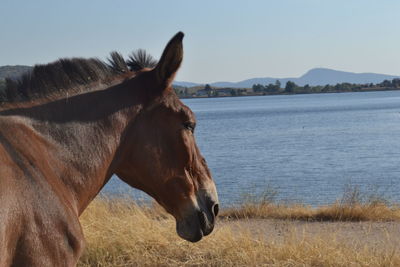 Side view of horse standing on field against sky