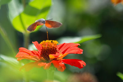 A hummingbird moth hawk collecting pollen from a red cinnia flower. macroglossum stellatarum