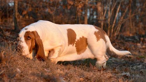 Side view of a dog lying on land