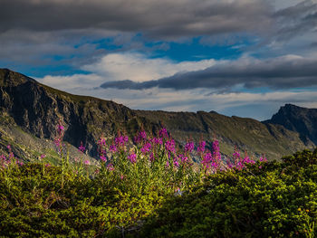 Purple flowering plants on land against sky