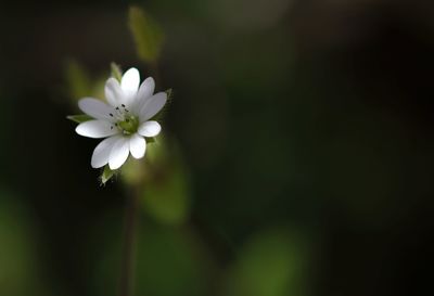 Close-up of white flowering plant