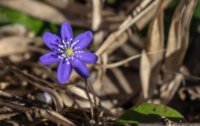 Close-up of purple crocus flowers on field