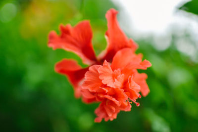 Close-up of red flowers