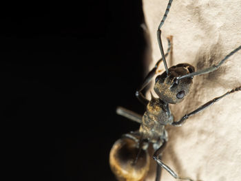 Close-up of insect