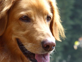 Close-up of dog looking away