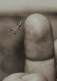 Close-up of insect on finger against blurred background