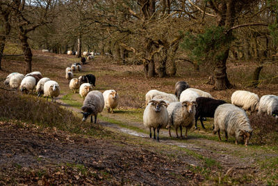 Herd of drentse heather sheep in the forest of the national forest and esdorp landscape of dwingeloo