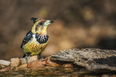 Close-up of bird perching on rock