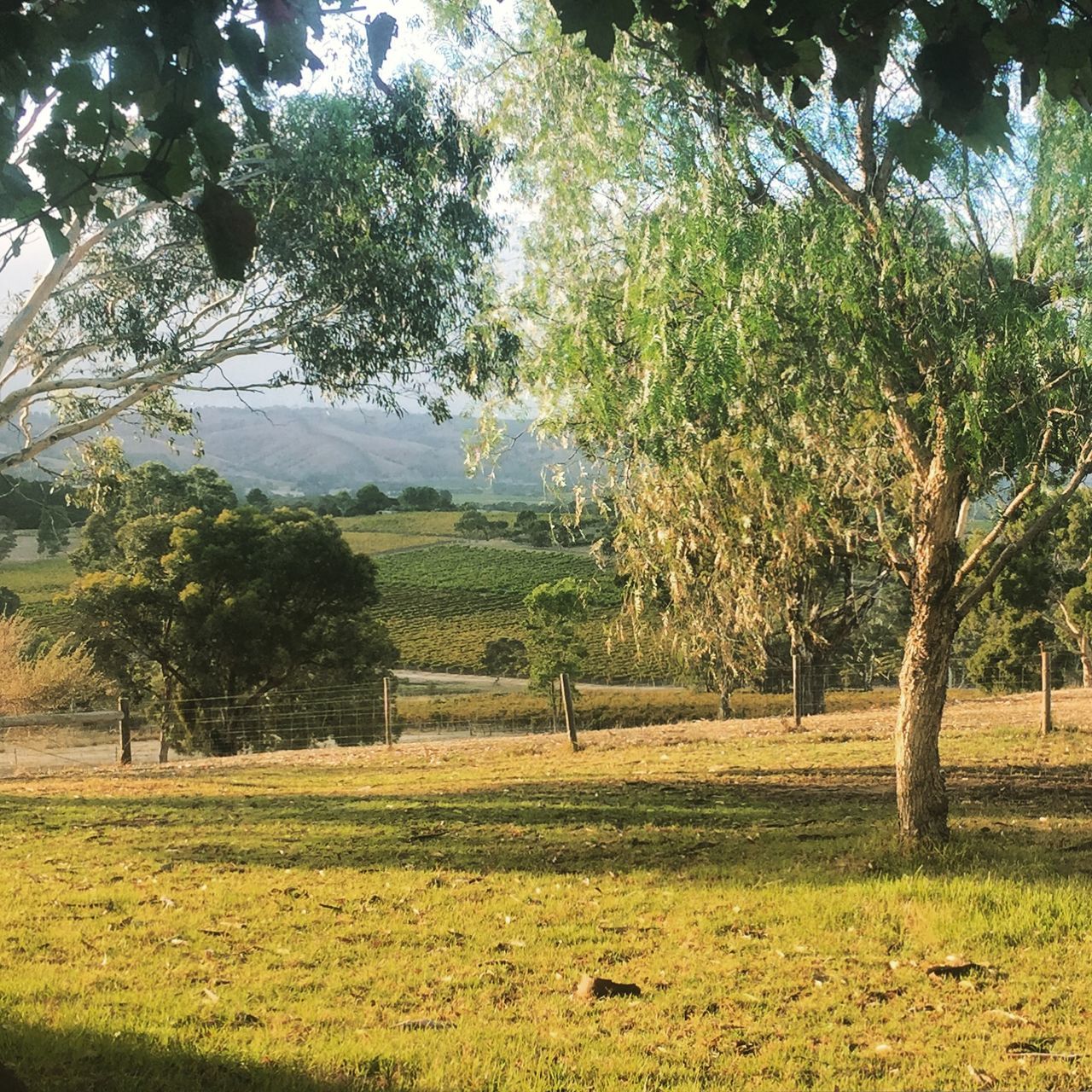 Mclaren vale vineyards