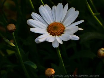 Close-up of white flowering plant on field