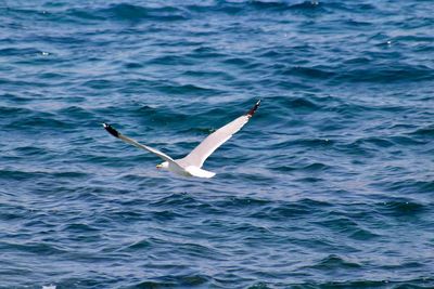 Bird flying over sea