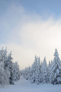 Trees on snow covered land against sky