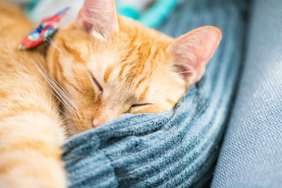 Close-up of a cat sleeping