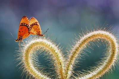 Close-up of butterfly pollinating flower