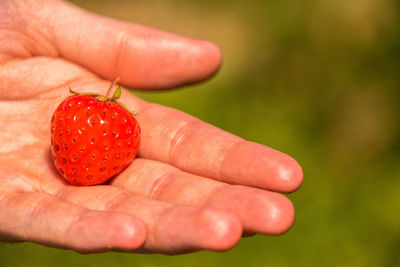 Close-up of hand holding strawberries