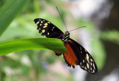 Close-up of butterfly on leaf