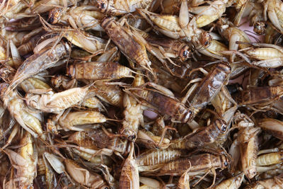 Full frame shot of fish for sale in market