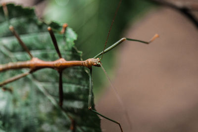 Close-up of insect on plant