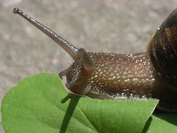 Close up of plant against blurred background