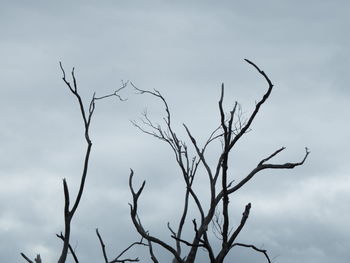 Low angle view of bare tree against sky